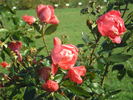Anne de Bretagne ® rose photo