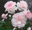 Lullaby rose photo