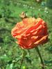 Angelique ® rose photo
