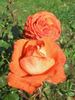 Angelique ® rose photo