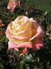 Königin Beatrix ® rose photo