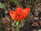 12 Westerland OP 10 rose photo