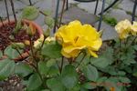 Stuttgardia rose photo