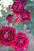 Arion rose photo