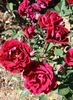 Arion rose photo