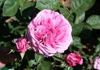 Charlotte of Fife rose photo