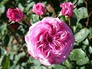 Charlotte of Fife rose photo