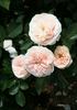 Chetty rose photo