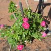 Esmeralda rose photo