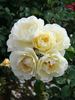 Breathless Charm rose photo