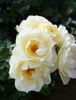 Breathless Charm rose photo
