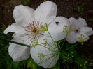Jan Pawel II clematis photo