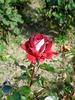 Francine rose photo
