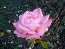 Schöne Berlinerin rose photo
