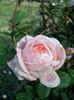 Schöne Berlinerin rose photo