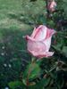 Schöne Berlinerin rose photo