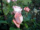 Schöne Berlinerin rose photo