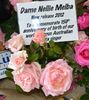 Dame Nellie Melba rose photo