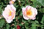 Bass Tone rose photo