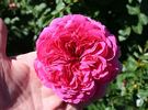 Best Bet rose photo