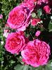 Best Bet rose photo