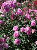 Charlotte of Fife rose photo