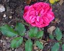 Blickfang rose photo