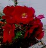Schwarzer Samt rose photo