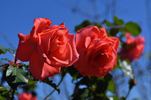 Dee Dee Bridgewater ® rose photo