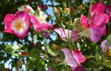 Heart of Gold rose photo