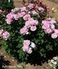 Bubblegum Pink rose photo