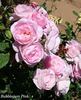 Bubblegum Pink rose photo