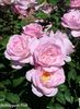 Bubblegum Pink rose photo