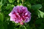 Andrea Gabrieli rose photo