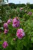 Andrea Gabrieli rose photo