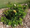 Anson Jones rose photo