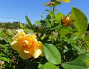 Anson Jones rose photo