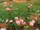 B3604 rose photo
