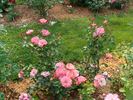 B3604 rose photo