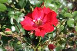 Baantjer roos rose photo