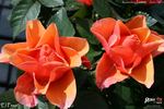 El Paso™ Love Forever® rose photo