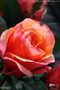 El Paso™ Love Forever® rose photo