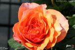 El Paso™ Love Forever® rose photo