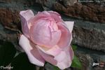 Flashlight rose photo