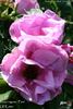 <i>Rosa rugosa</i> 'Foxi' rose photo