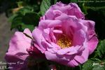<i>Rosa rugosa</i> 'Foxi' rose photo