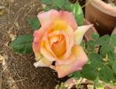 Mr. Chips rose photo