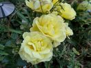Small Talk (floribunda, Swim rose photo