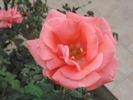 Harmonie ® rose photo