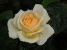 Manuel Canovas ® rose photo